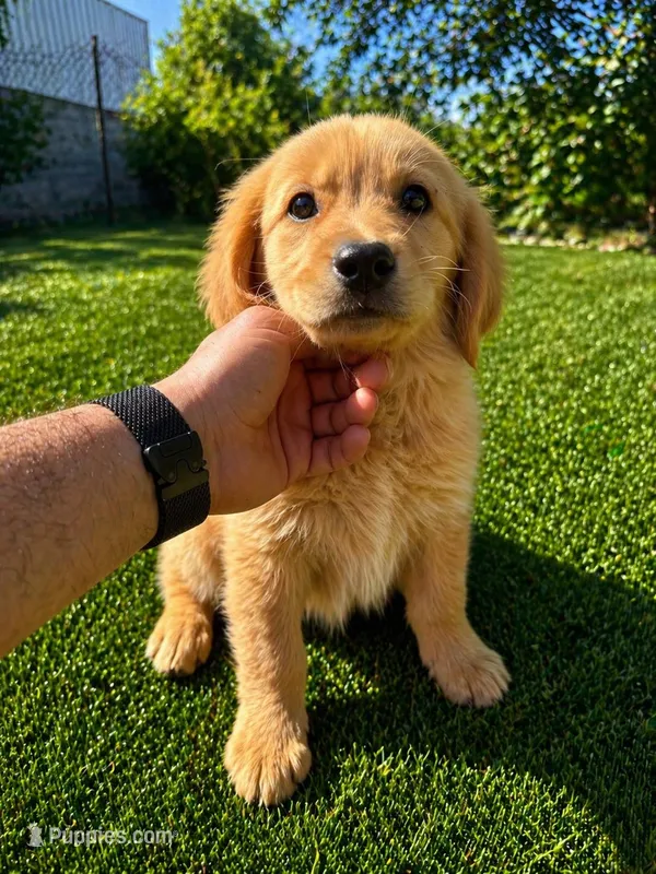 Female 1 – Golden Retriever puppy for sale in Phoenix, AZ