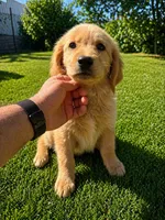 Female 1, a female Golden Retriever for sale in Phoenix, AZ – Photo 2 of 2