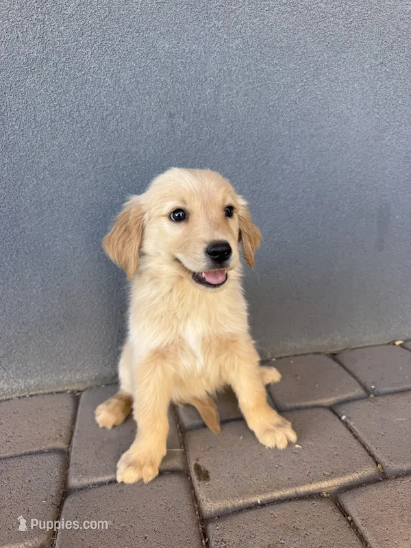 Male 1 – Golden Retriever puppy for sale in Phoenix, AZ