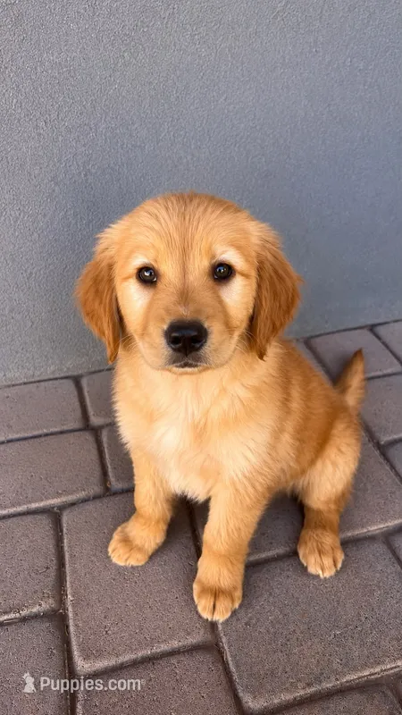 Male 1  – Golden Retriever puppy for sale in Phoenix, AZ