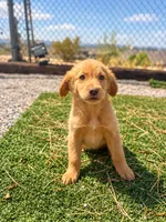 Golden Retriever Female 1, a female Golden Retriever for sale in Phoenix, AZ – 4 of 4