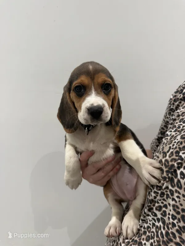Female 1 – Beagle puppy for sale in Phoenix, AZ