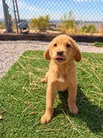 Golden Retriever Female 1, a female Golden Retriever for sale in Phoenix, AZ – 2 of 4
