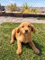 Golden Retriever Female 1, a female Golden Retriever for sale in Phoenix, AZ – 3 of 4