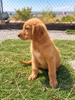 Golden Retriever Male 1, a male Golden Retriever for sale in Phoenix, AZ – 4 of 4