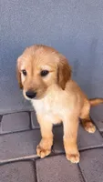 Male 2, a male Golden Retriever for sale in Phoenix, AZ – 2 of 2