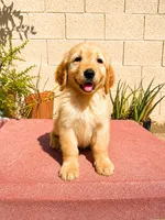 Female 1, a male Golden Retriever for sale in Phoenix, AZ – 1 of 3