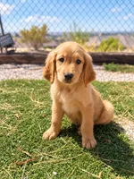 Golden Retriever Female 2, a female Golden Retriever for sale in Phoenix, AZ – 4 of 5