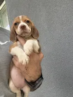Beagle Female 2, a female Beagle for sale in Phoenix, AZ – 2 of 2