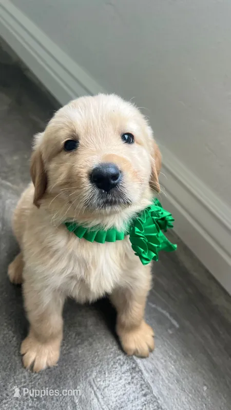 Male 2 – Golden Retriever puppy for sale in Phoenix, AZ