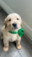 Male 2, a male Golden Retriever for sale in Phoenix, AZ – 1 of 2