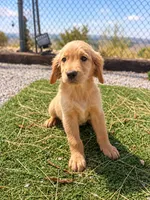 Golden Retriever Female 2, a female Golden Retriever for sale in Phoenix, AZ – 5 of 5