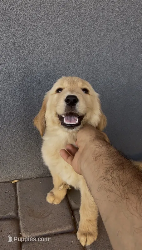 Female 1 – Golden Retriever puppy for sale in Phoenix, AZ