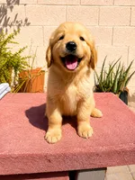Male 2, a male Golden Retriever for sale in Phoenix, AZ – 1 of 2