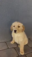 Female 1, a female Golden Retriever for sale in Phoenix, AZ – 2 of 2