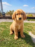 Golden Retriever Female 2, a female Golden Retriever for sale in Phoenix, AZ – 2 of 5