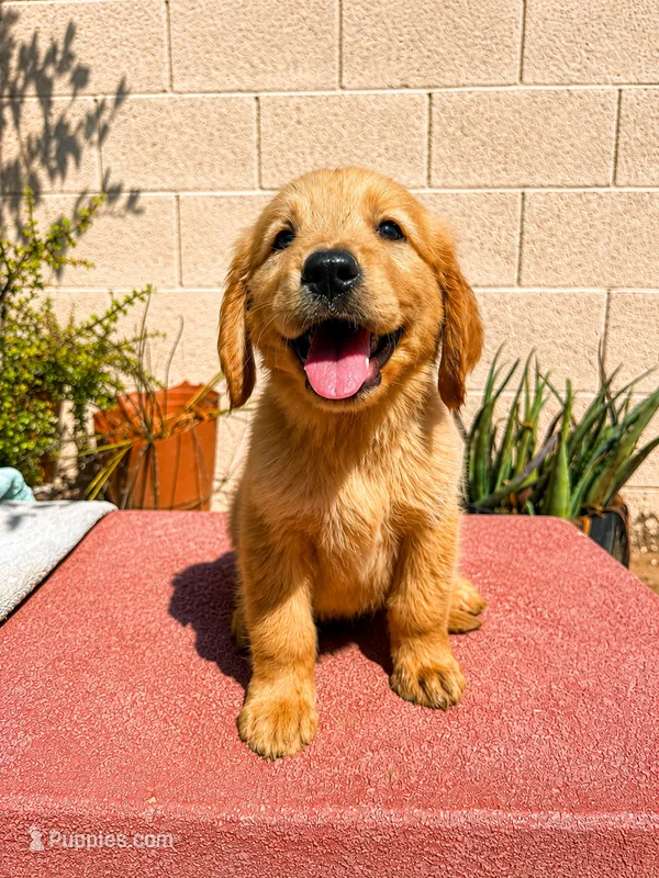 Male 1 – Golden Retriever puppy for sale in Phoenix, AZ