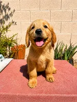 Male 1, a male Golden Retriever for sale in Phoenix, AZ – 1 of 3