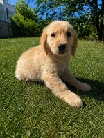 Female 2, a female Golden Retriever for sale in Phoenix, AZ – Photo 2 of 2