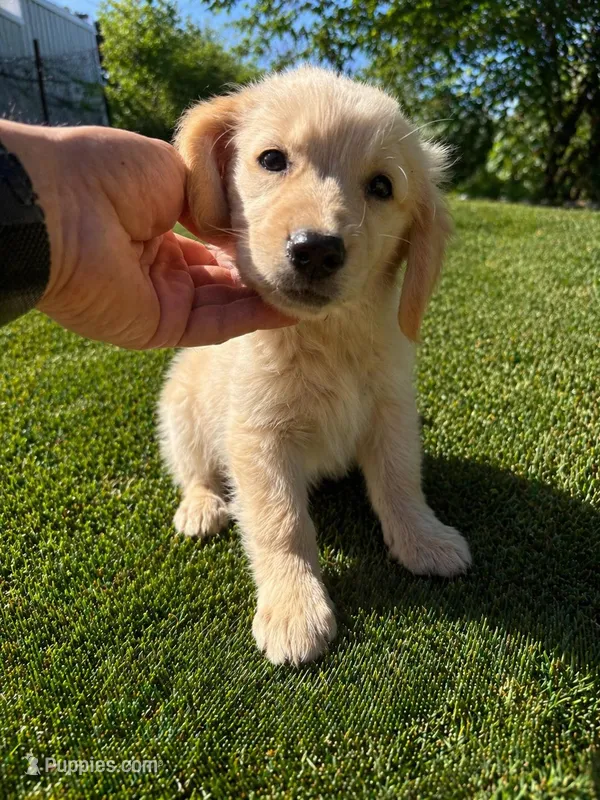 Female 2 – Golden Retriever puppy for sale in Phoenix, AZ