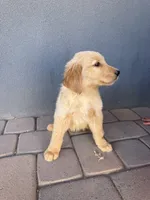 Male 1, a female Golden Retriever for sale in Phoenix, AZ – 2 of 2