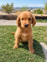 Golden Retriever Male 1, a male Golden Retriever for sale in Phoenix, AZ – 3 of 4