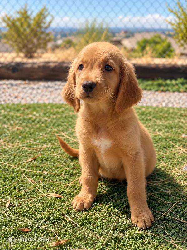 Golden Retriever Male 1 – Golden Retriever puppy for sale in Phoenix, AZ