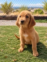Golden Retriever Male 1, a male Golden Retriever for sale in Phoenix, AZ – 1 of 4