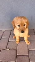 Male 1 , a male Golden Retriever for sale in Phoenix, AZ – 2 of 2