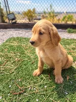 Golden Retriever Female 2, a female Golden Retriever for sale in Phoenix, AZ – 3 of 5