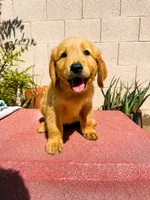 Male 1, a male Golden Retriever for sale in Phoenix, AZ – 2 of 3