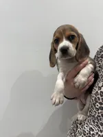 Female 1, a female Beagle for sale in Phoenix, AZ – 2 of 2