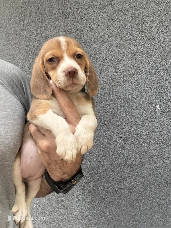 Beagle Female 2 – Beagle puppy for sale in Phoenix, AZ
