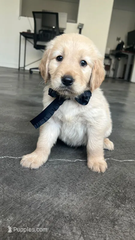 Male 1 – Golden Retriever puppy for sale in Phoenix, AZ