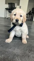 Male 1, a male Golden Retriever for sale in Phoenix, AZ – 1 of 1