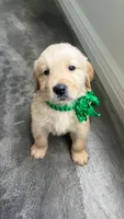 Male 2, a male Golden Retriever for sale in Phoenix, AZ – 2 of 2