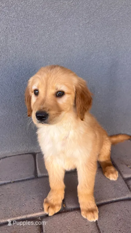 Male 2 – Golden Retriever puppy for sale in Phoenix, AZ