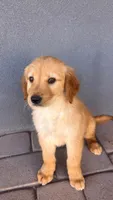 Male 2, a male Golden Retriever for sale in Phoenix, AZ – 1 of 2