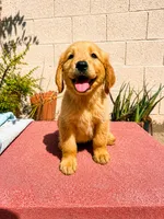 Male 1, a male Golden Retriever for sale in Phoenix, AZ – 3 of 3