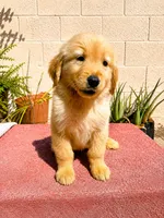 Male 2, a male Golden Retriever for sale in Phoenix, AZ – 2 of 2