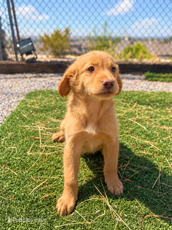 Golden Retriever Female 1 – Golden Retriever puppy for sale in Phoenix, AZ