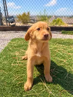 Golden Retriever Female 1, a female Golden Retriever for sale in Phoenix, AZ – 1 of 4