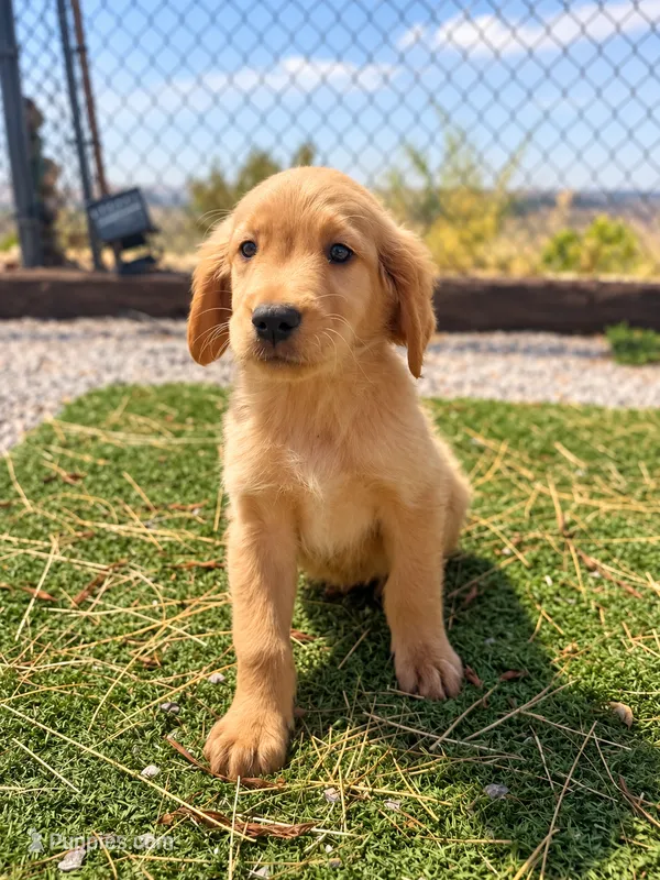 Golden Retriever Female 2 – Golden Retriever puppy for sale in Phoenix, AZ