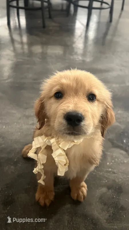 Male 1 – Golden Retriever puppy for sale in Phoenix, AZ
