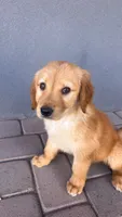 Male 3, a male Golden Retriever for sale in Phoenix, AZ – 1 of 2