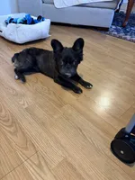 Poppy, a female French Bulldog for sale in Humble, TX – 4 of 5