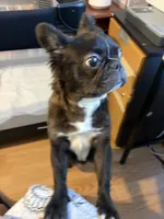 Poppy, a female French Bulldog for sale in Humble, TX – 3 of 5