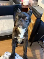 Poppy, a female French Bulldog for sale in Humble, TX – 5 of 5
