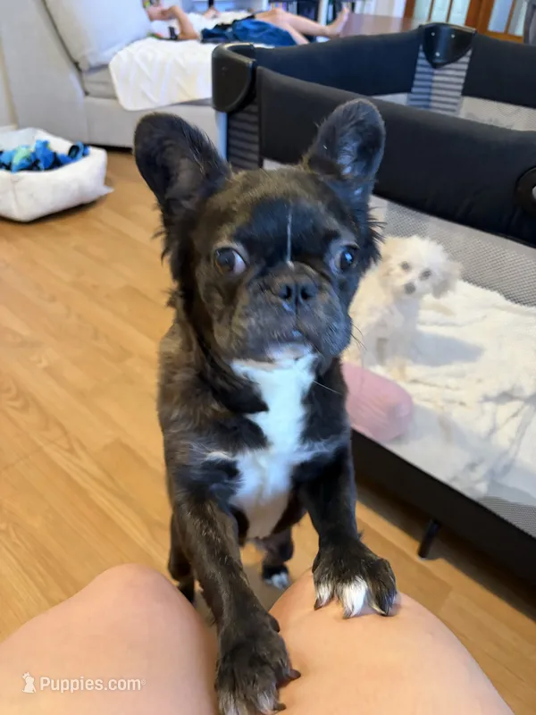 Poppy – French Bulldog puppy for sale in Humble, TX