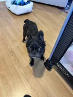 Poppy, a female French Bulldog for sale in Humble, TX – 2 of 5